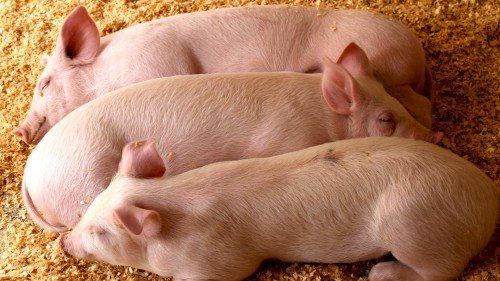 3 свиньи лежат на полу