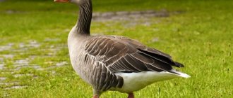7 фактов про гусей