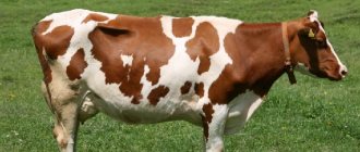 Айширская порода коров на лугу