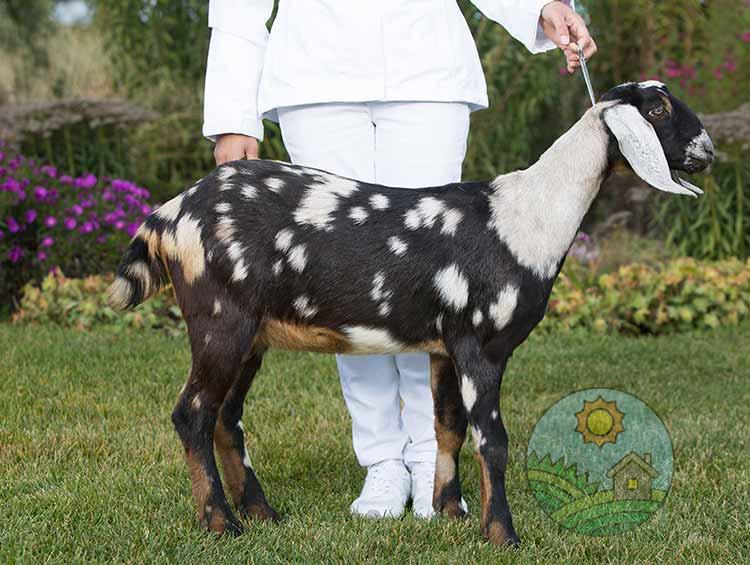 Англо-нубийская коза Глория с фермы Земля друзей