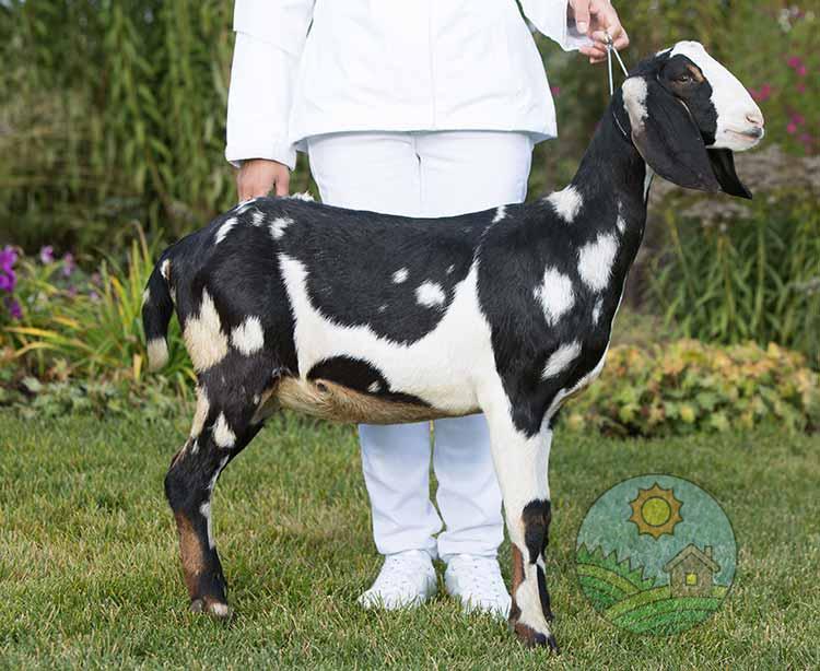 Англо-нубийская коза с фермы Земля Друзей