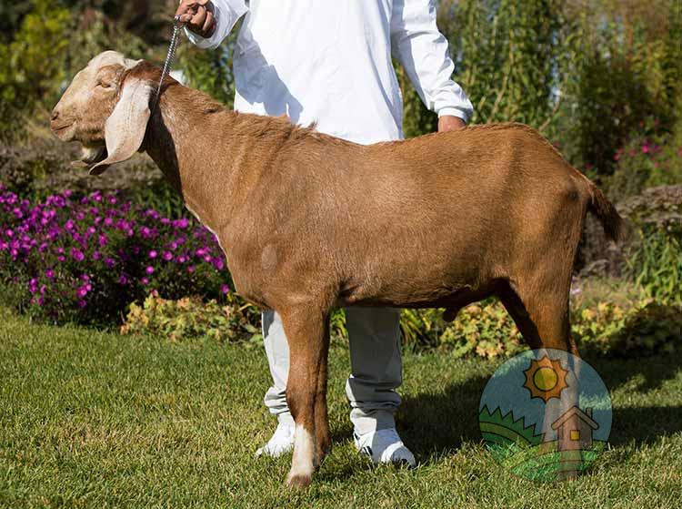 Англо-нубийский козел Дик с фермы Земля друзей