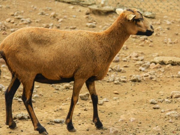 Барбадосская чернобрюхая овца