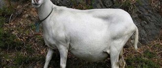 Белая беременная коза