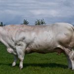 Бельгийская голубая порода коров