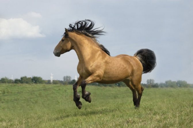 Белорусская упряжная лошадь