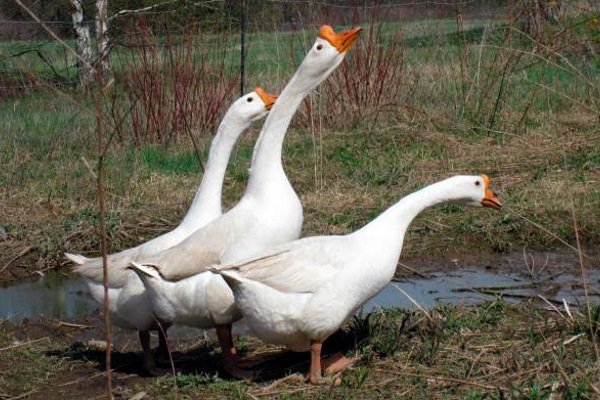 Белые китайские гуси