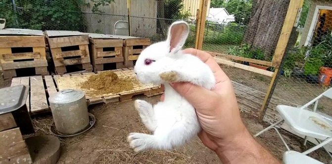 белый кролик на руках