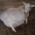Беременная коза