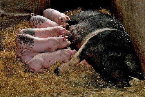Без станка свинья может раздавить нескольких поросят