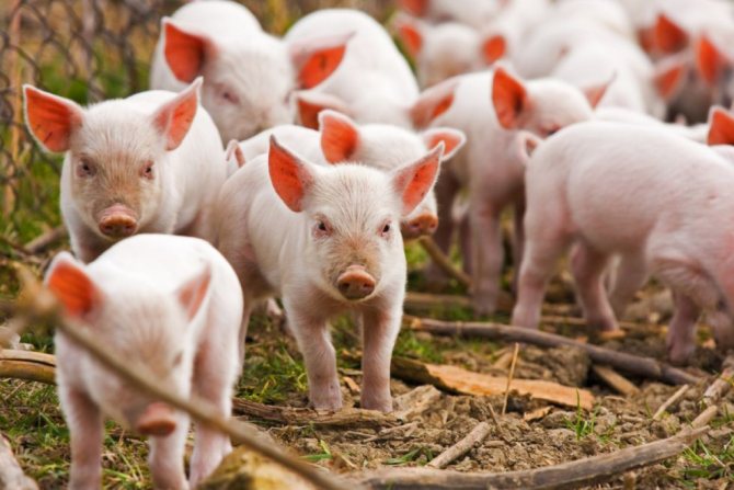 Бизнес план лпх разведение свиней
