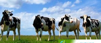 Бизнес-план молочной фермы