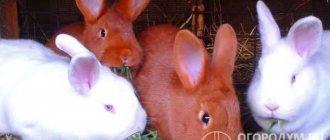 Благодаря высокой мясной продуктивности новозеландские кроли востребованы и популярны во всем мире