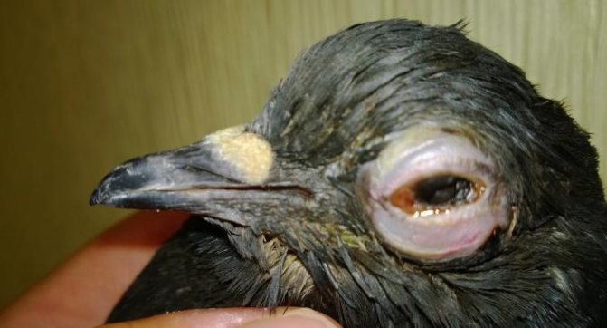 Болезни глаз у голубей