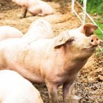 Большинство отечественных пород свиней (от ярко выраженных мясных до типично сальных по своей продуктивности) выведены при участии Крупной белой