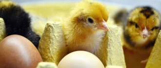 Чем и как кормить яичных и мясных цыплят в домашних условиях.