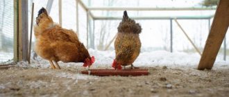 Чем кормить кур-несушек зимой