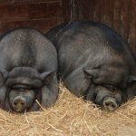 Черные породы свиней
