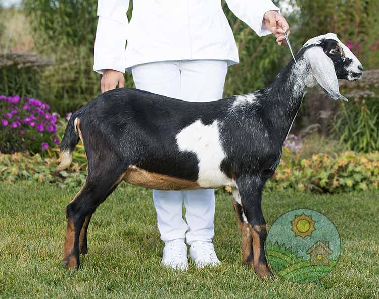 Чистокровная англо-нубийская коза на ферме Земля друзей