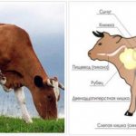 Что делать, если теленок съел тряпку и как запустить зукупоренный желудок
