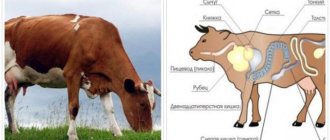 Что делать, если теленок съел тряпку и как запустить зукупоренный желудок