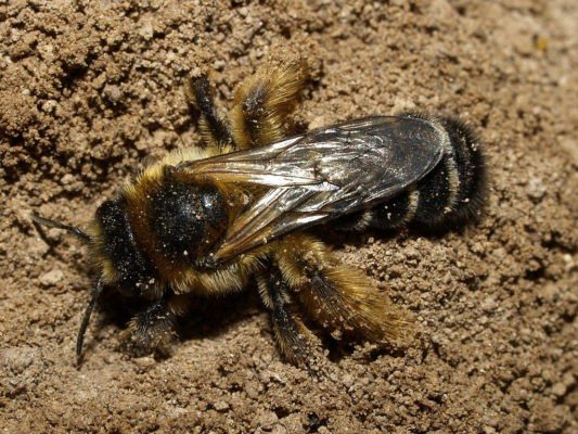 Что собой представляют земляные пчелы и как от них избавиться?