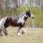 Цыганская лошадь