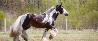 Цыганская лошадь