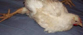 Цыплята и куры падают на ноги - причины и лечение.