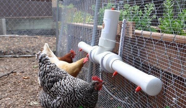 Делаем поилку для куриц и цыплят своими руками: ниппельные, автоматические, размеры и высота