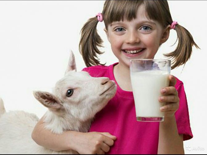 Девочка со стаканом молока и козой