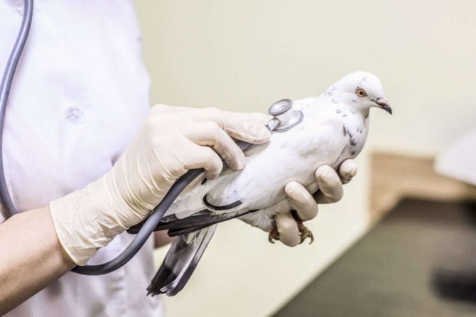 Диагностика кокцидиоза у голубей