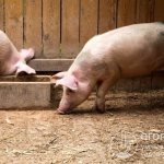 Домашние свиньи могут обеспечить своего владельца высококачественной мясной продукцией и стать прибыльным бизнесом