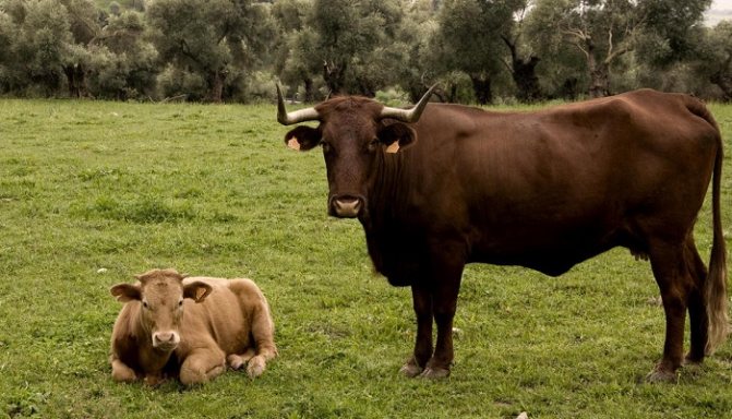 две коровы на лугу