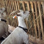Две козы едят солому