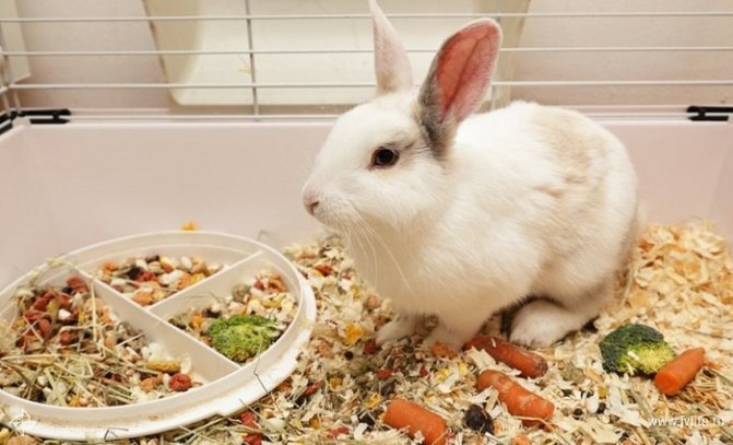 Еда для кроликов домашних