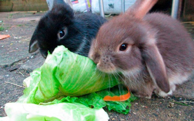 еда для кроликов против болезней