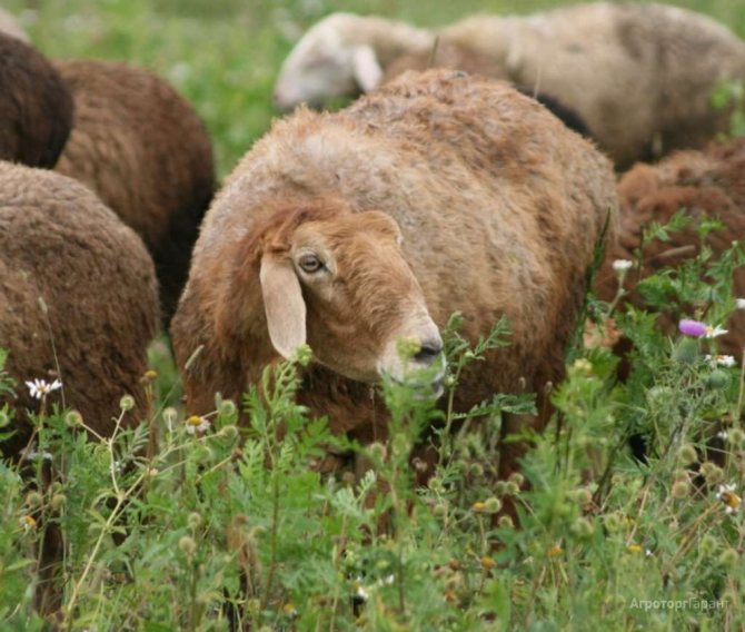 Эдильбаевская овца