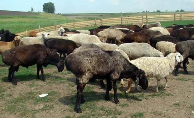 Эдильбаевские овечки