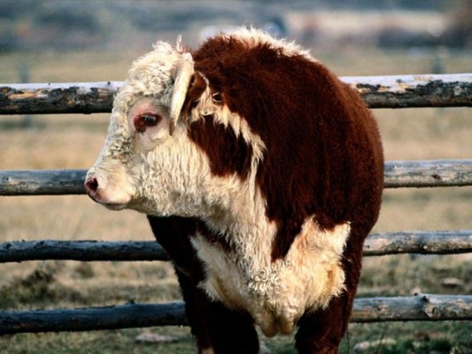 Эффективные методы забоя коров, телят и быков 3