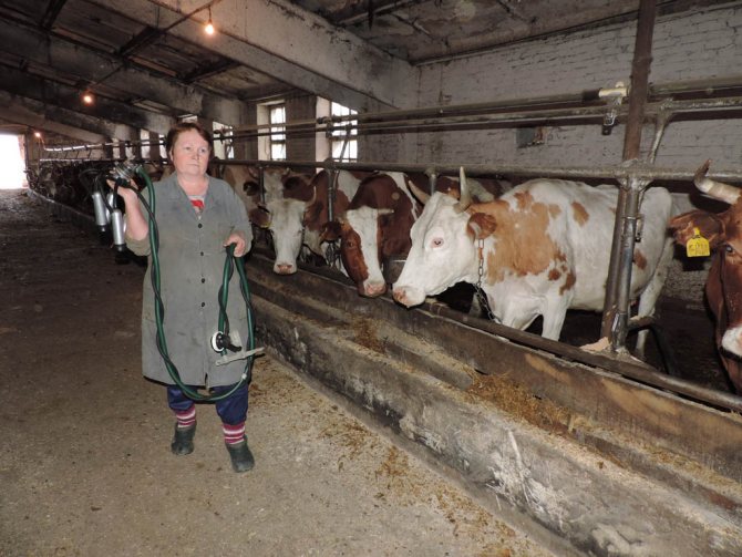 Эффективный бизнес план молочной фермы с прибыльными направлениями производства