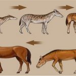 Эволюция семейства лошадиных