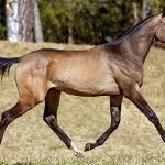 Фото: Ахалтекинская лошадь