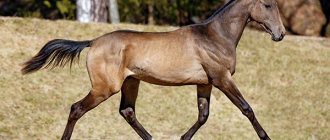 Фото: Ахалтекинская лошадь