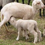 Фотография овцы, кормящей детеныша на выпасе