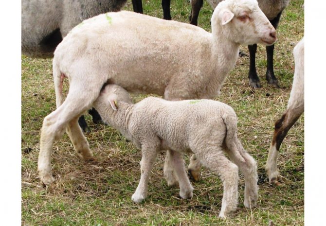 Фотография овцы, кормящей детеныша на выпасе