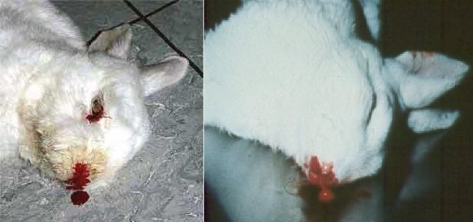 гемморагическая болезнь кроликов перед гибелью