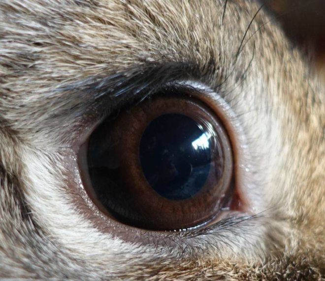 Глаз кролика