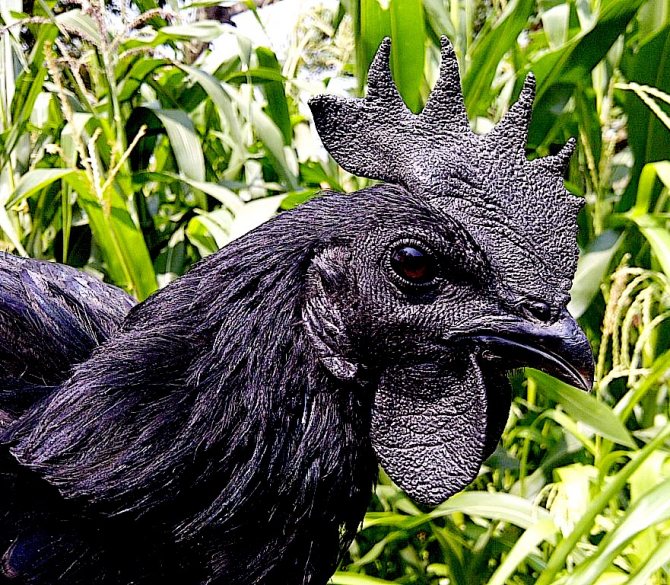 Голова черной курицы