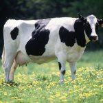 Голштино-фризская порода коровы